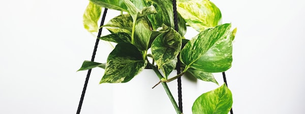 世界杯球迷观赛热情高涨 - 看台全景